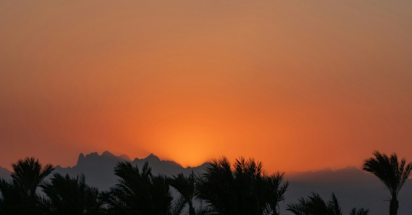 silhouette of palm trees during sunset