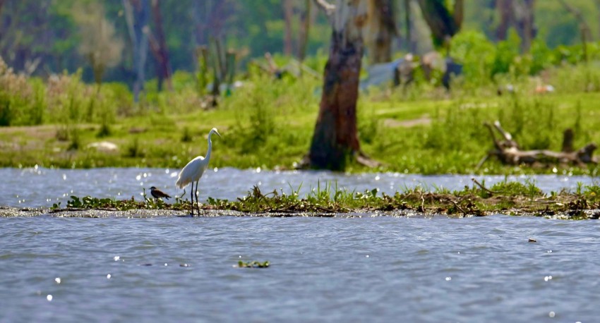 a white bird standing on top of a body of water