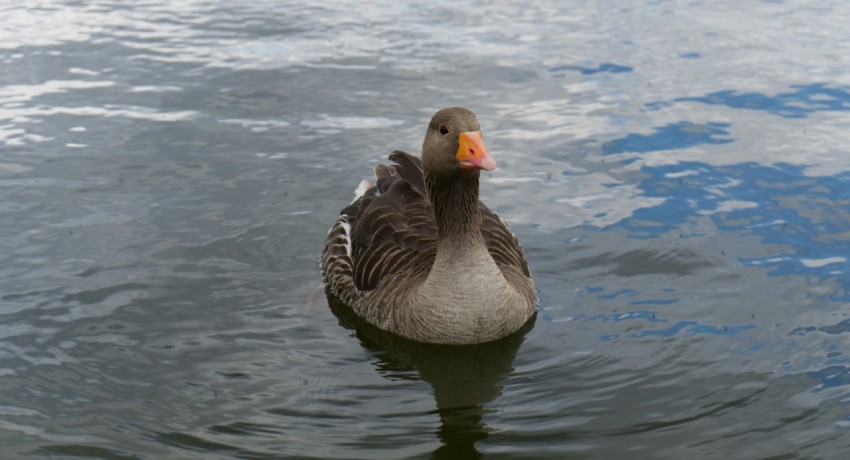 a duck floating on top of a body of water