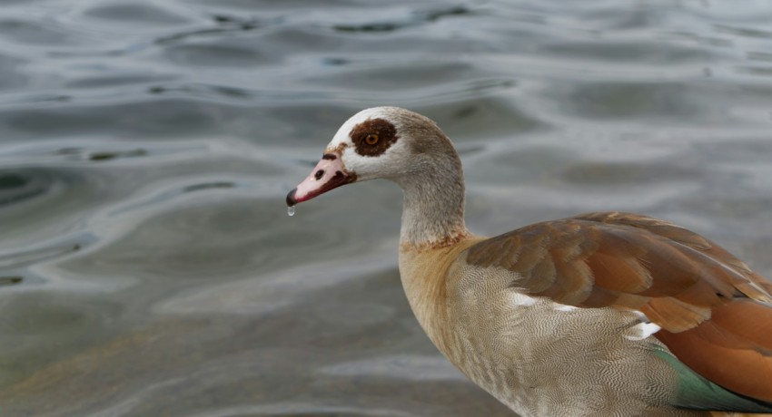 a duck standing on a rock in the water