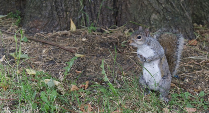 a squirrel standing on its hind legs in front of a tree