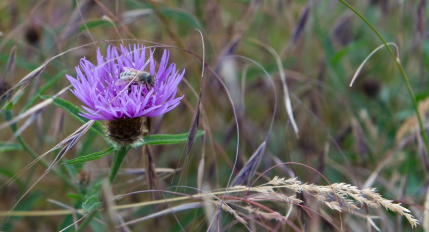 a purple flower in a field of tall grass