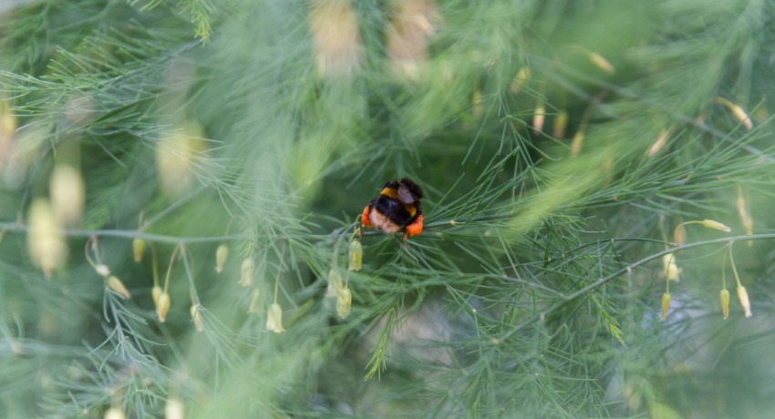 a small orange and black bug sitting on top of a green tree