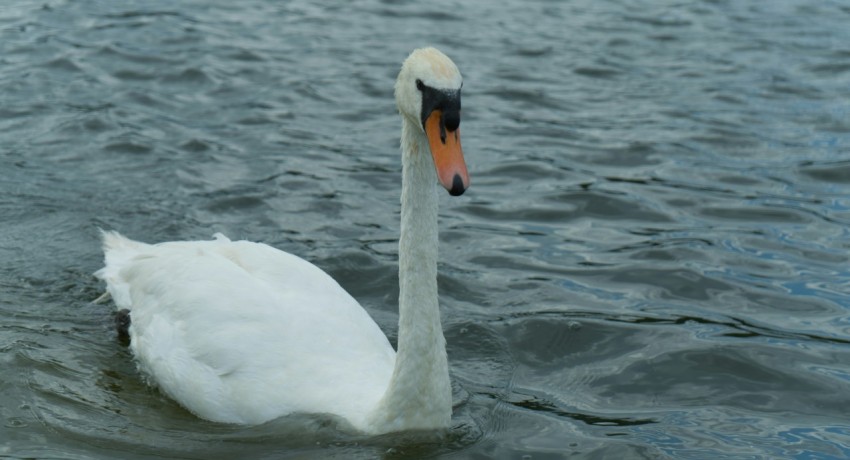 a white swan floating on top of a body of water