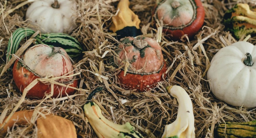 tilt shift lens of vegetables