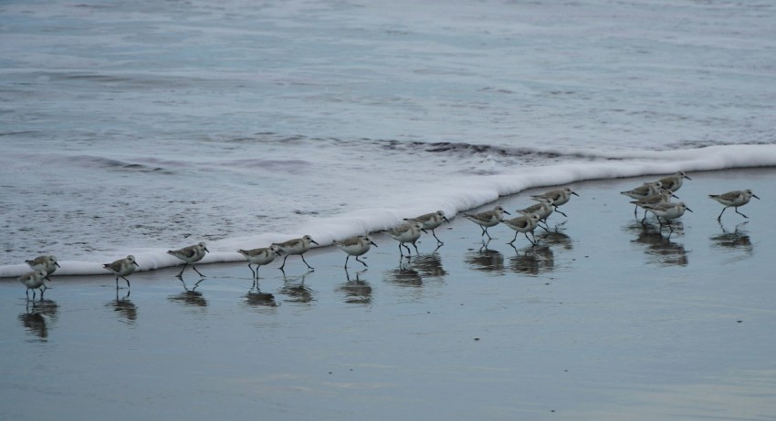 a flock of birds standing on top of a beach next to the ocean JKS