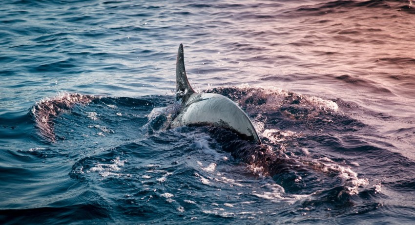 black dolphin on body of water