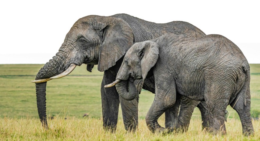 grey elephant on green grass field during daytime