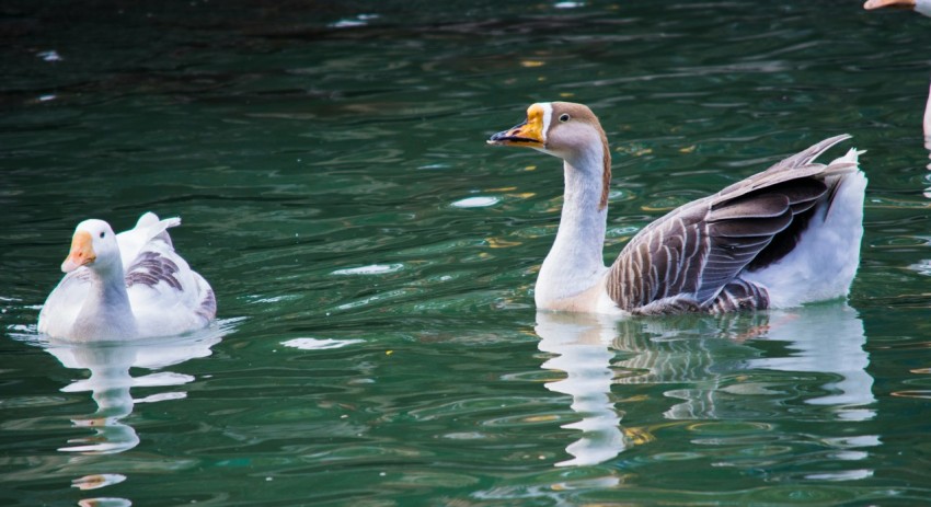 a group of ducks floating on top of a lake