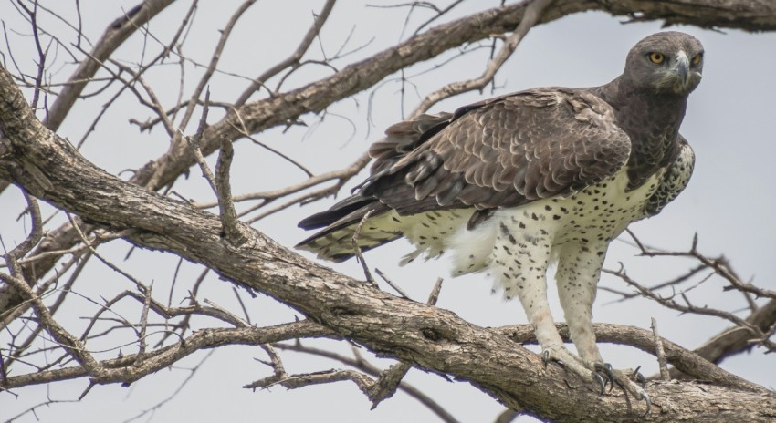 a large bird perched on top of a tree branch