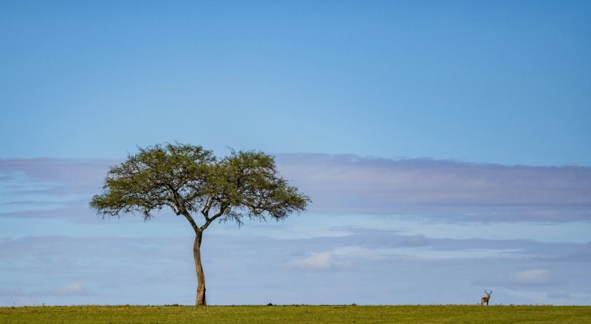 deer near tree on grass field during daytime 7su7ByGY