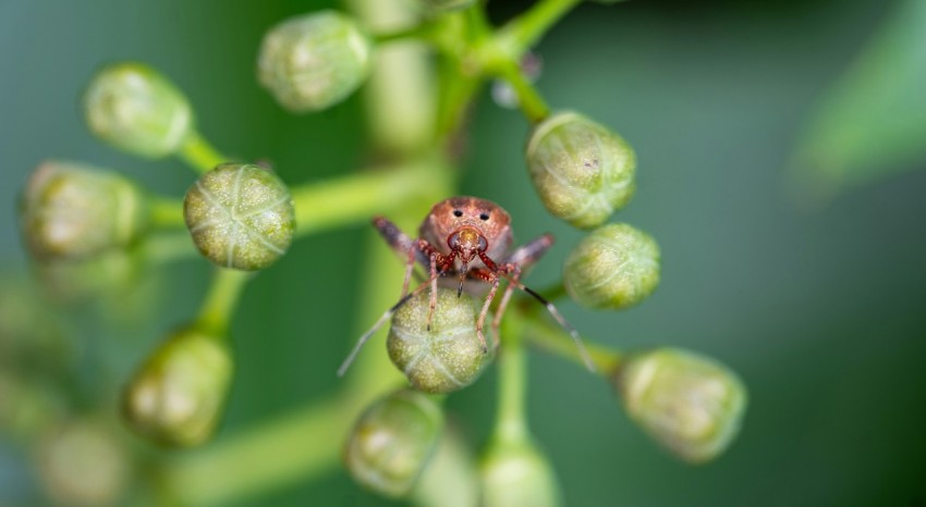 a close up of a small insect on a plant Aka8OT