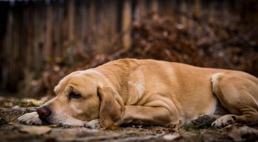 short coated tan dog lying on soil