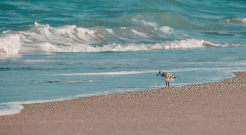 white bird perch on gray sands beside a body of water