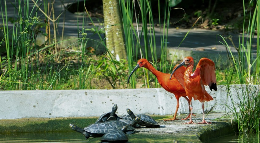 a red bird standing on top of a turtle in a pond