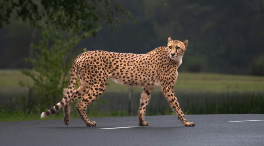 a cheetah walking across a paved road