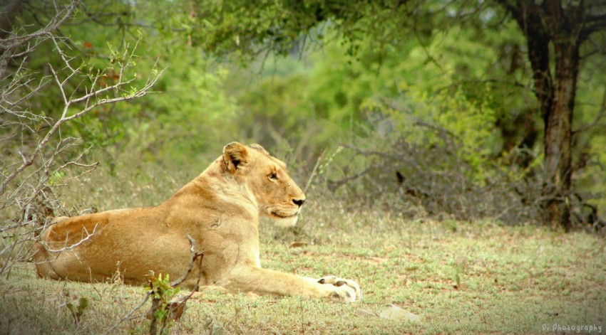 a lion laying in the grass in a forest