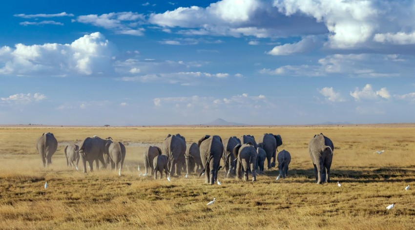 herd of horses on brown grass field under blue sky and white clouds during daytime