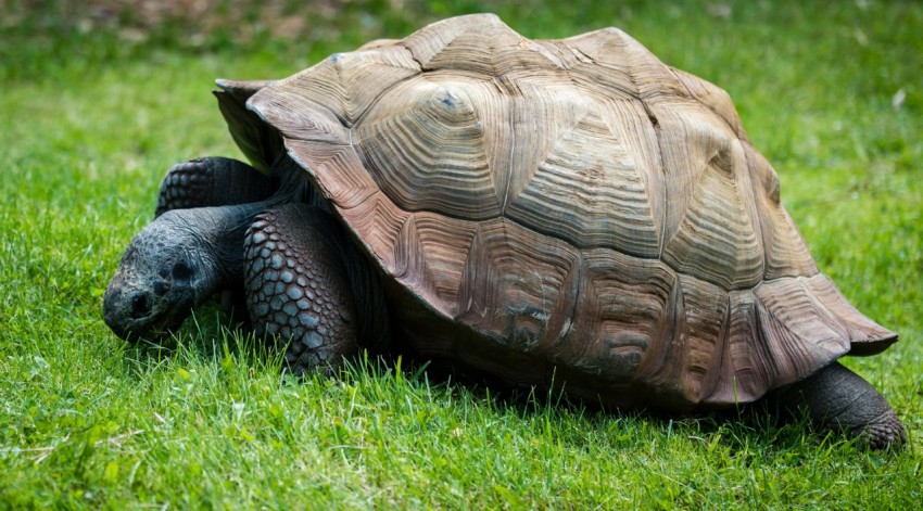 brown and gray turtle in green grass at daytime