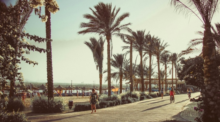 people walking on sidewalk near palm trees during daytime