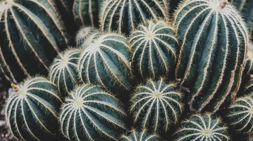 green cacti