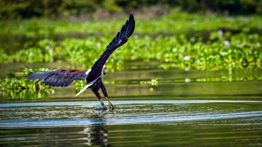 black bird on water during daytime