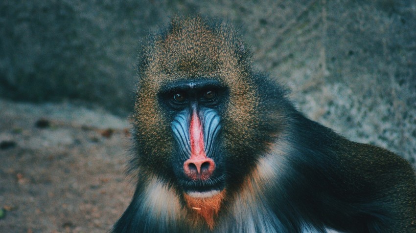 selective focus photography of baboon