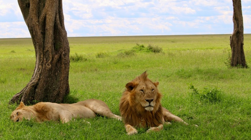 a lion and a lioness laying in the grass