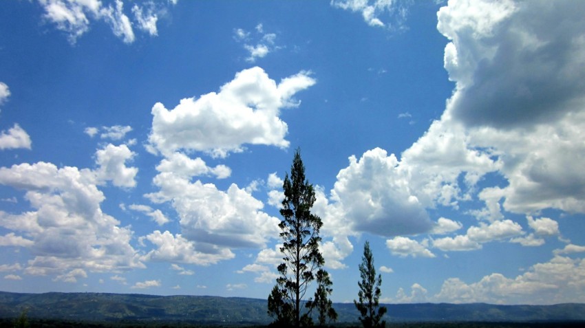 a lone tree stands in the middle of a field