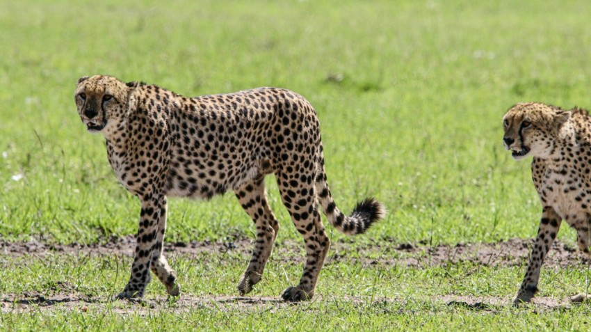 a couple of cheetah walking across a lush green field