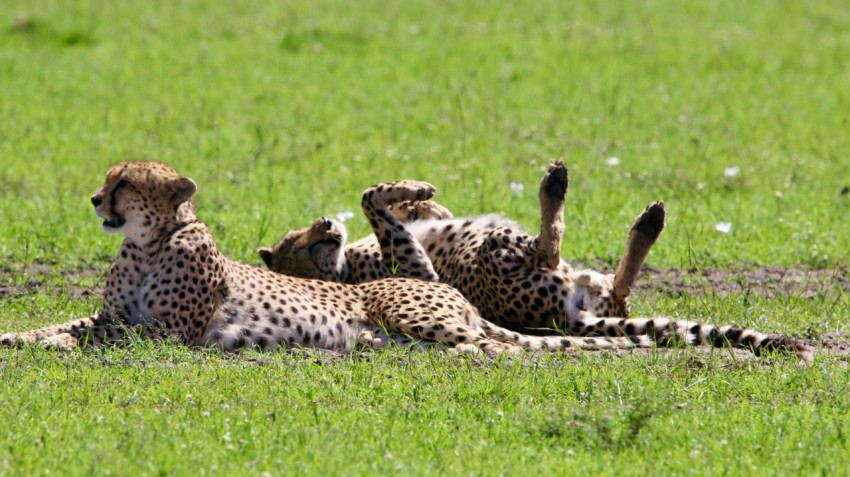 a couple of cheetah laying on top of a lush green field