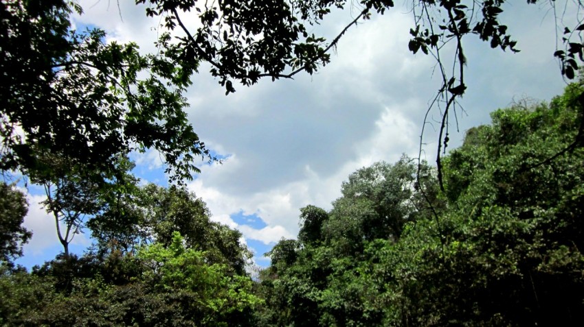 a group of people riding horses through a lush green forest MhT