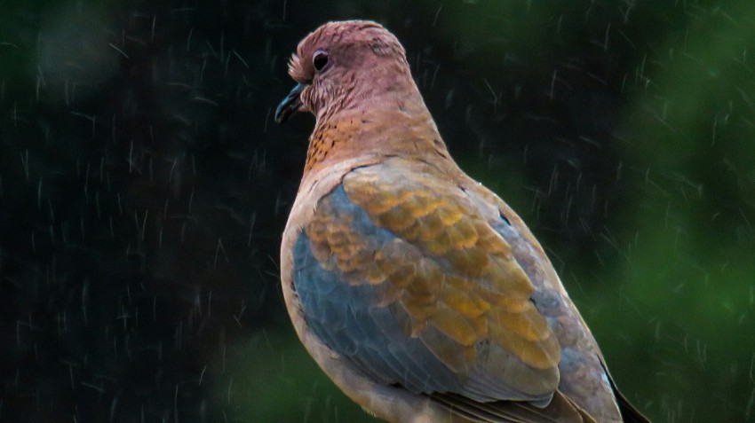 a close up of a bird on a branch in the rain