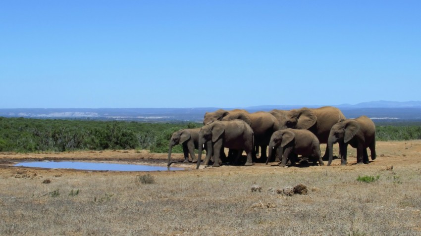 group of elephants on brown field during daytime