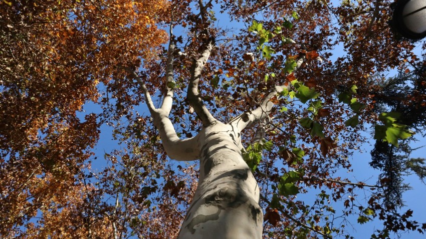 a street light and a statue in front of a tree