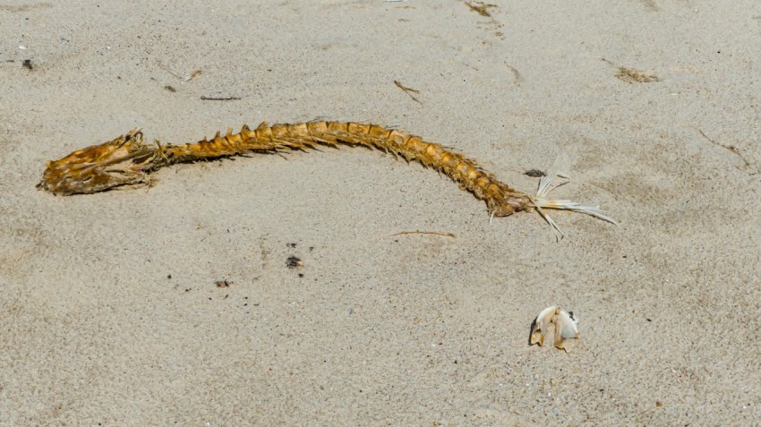 a snake is laying in the sand on the beach NMSi