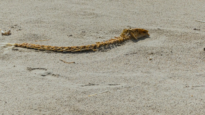 a lizard is laying on the sand in the sand