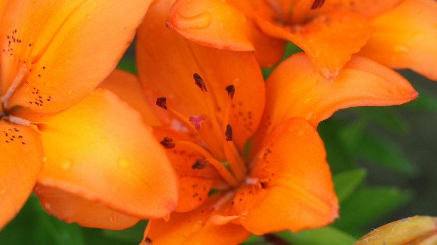 a close up of a bunch of orange flowers