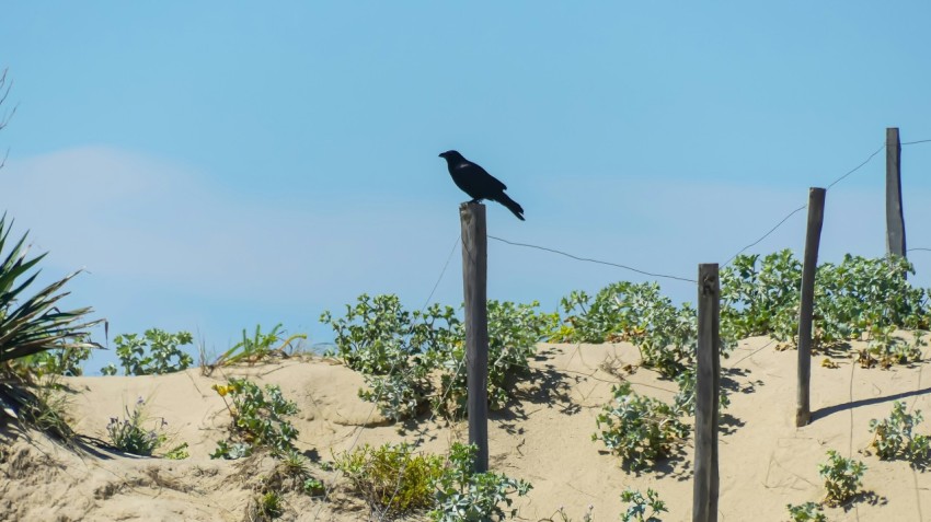 a black bird sitting on top of a wooden post