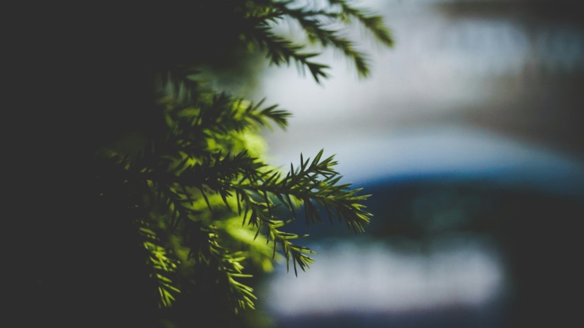 closeup photography of pine tree tfYyICJb