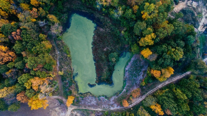 birds eye view of forest