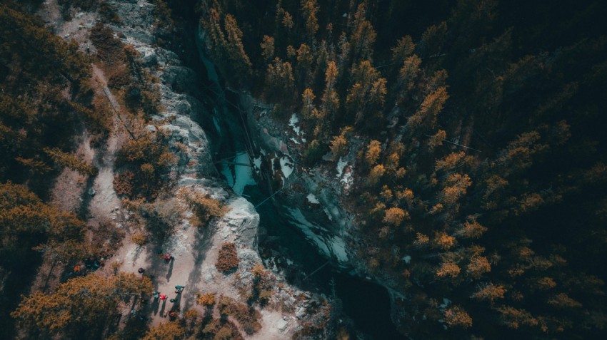 aerial photography of green leafed trees