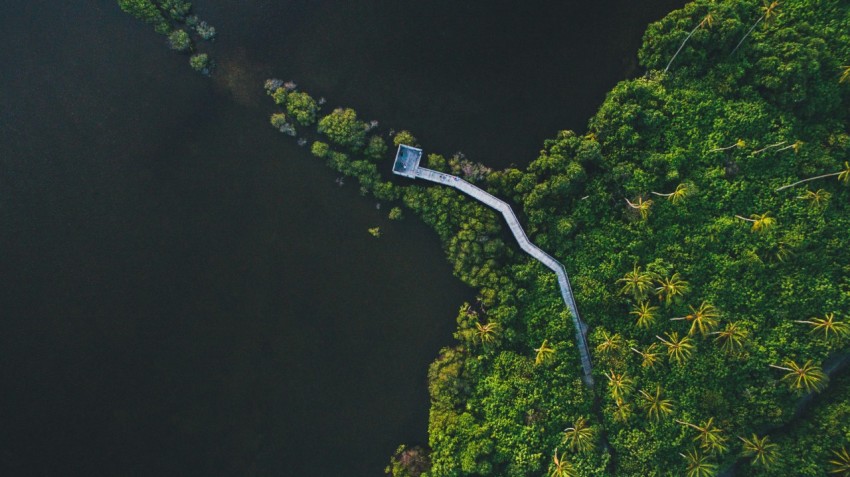 birds eye view of forest and river