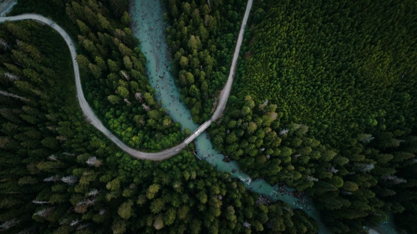 aerial view of green trees and river