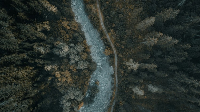 aerial view of road between trees