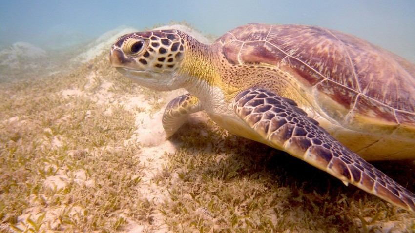 brown and black turtle on white sand