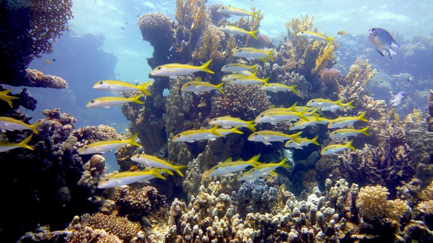 yellow and black fish under water