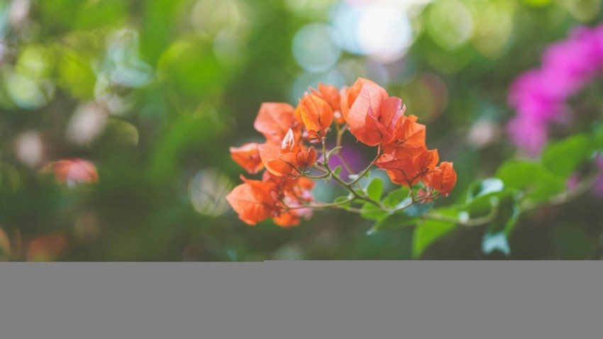 a bunch of flowers that are in the grass