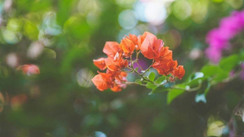 a bunch of flowers that are in the grass