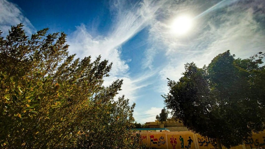 green trees under blue sky during daytime